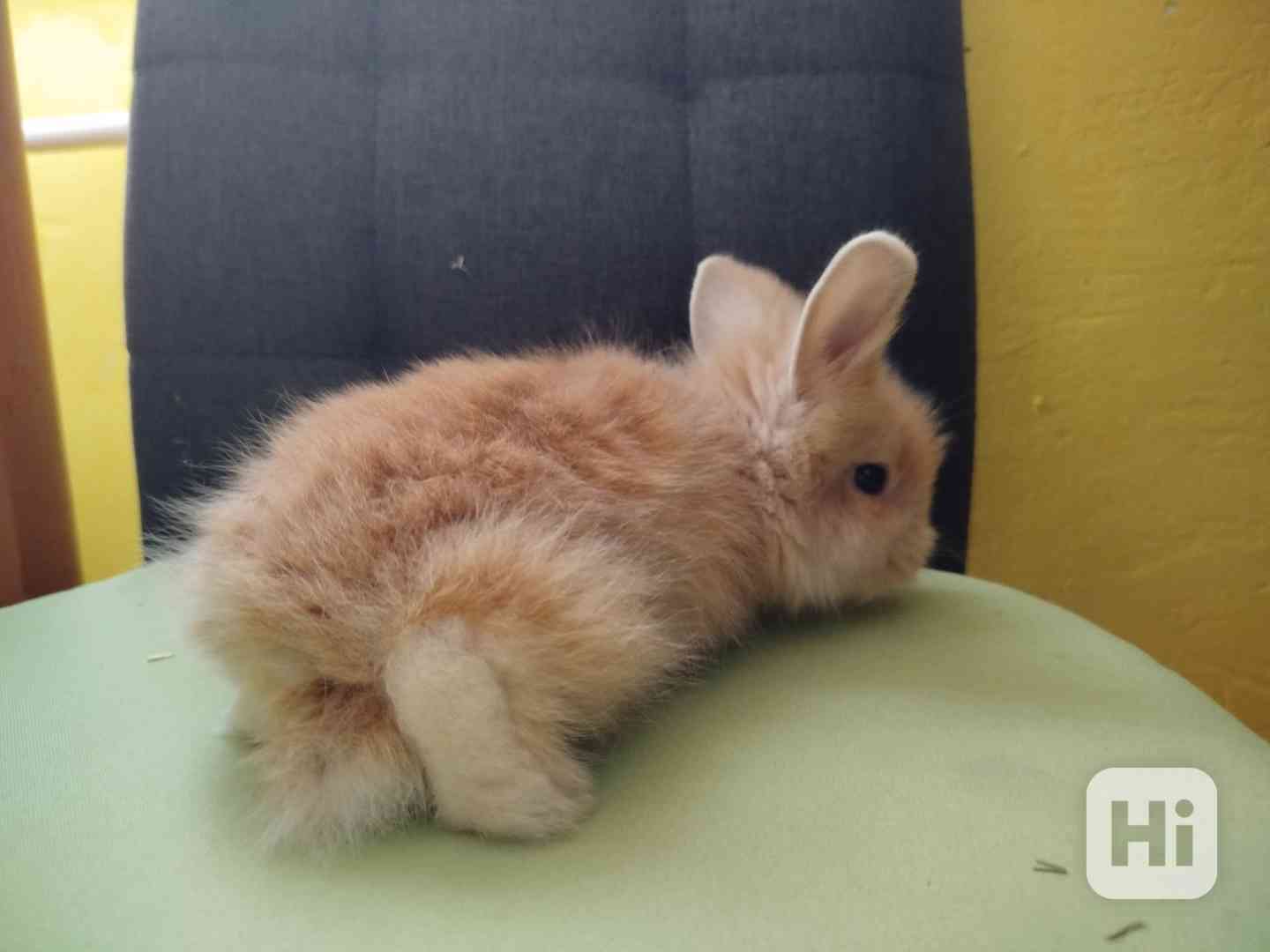 Králíčci - foto 1