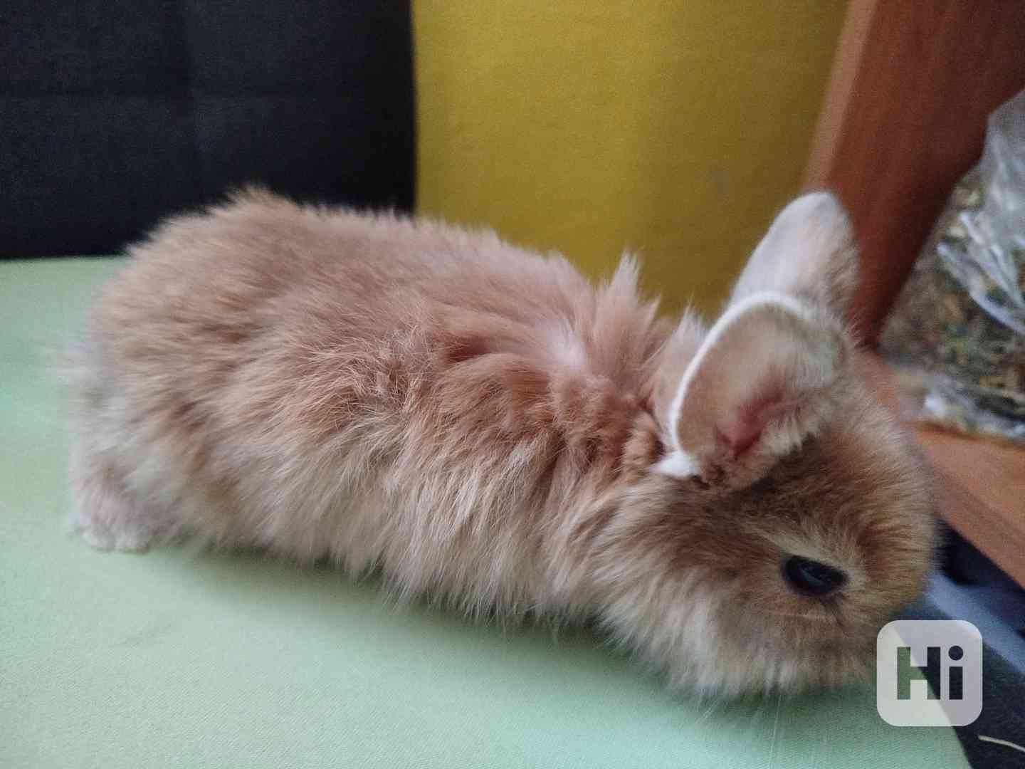 Králíček - foto 1