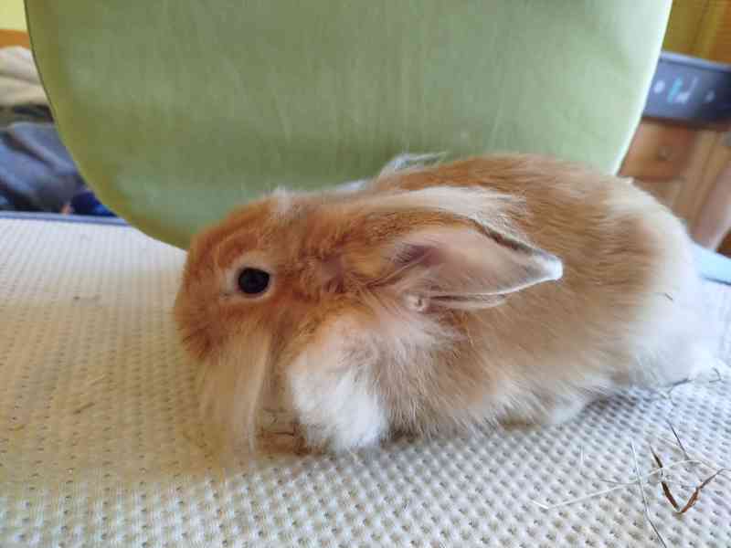 Králíček - foto 2