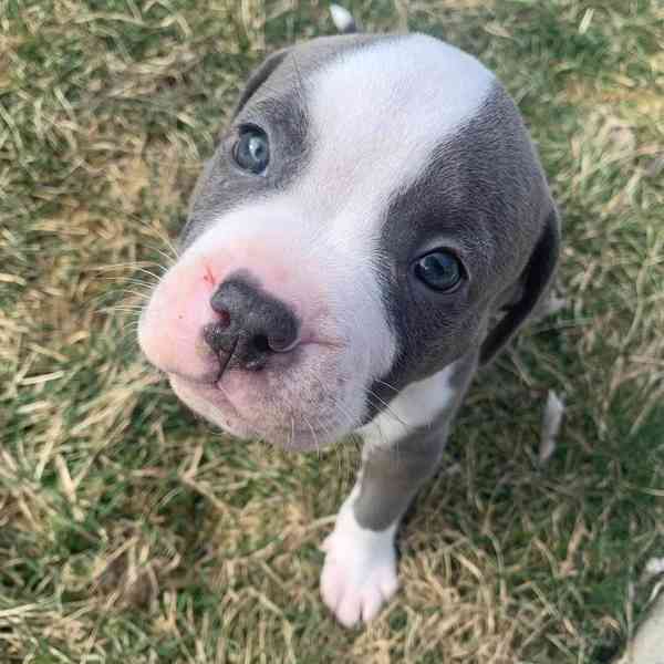Americký Pitbull štěňata a hlídací psi - foto 1