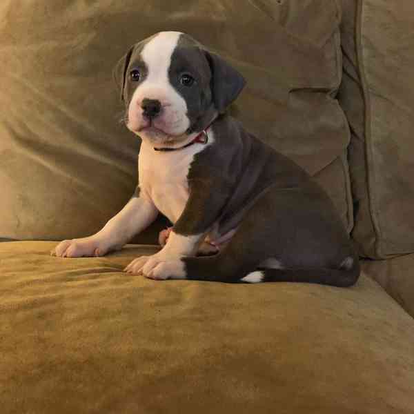 Americký Pitbull štěňata a hlídací psi - foto 2