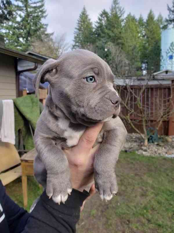 Americký pitbull - foto 1