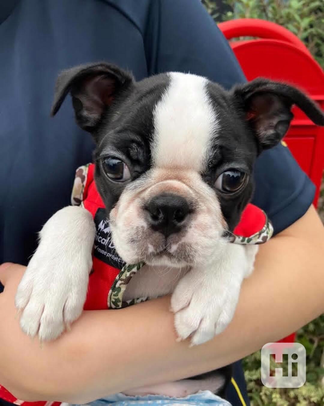 Krásné štěně bostonského teriéra hledá milující domov - foto 1