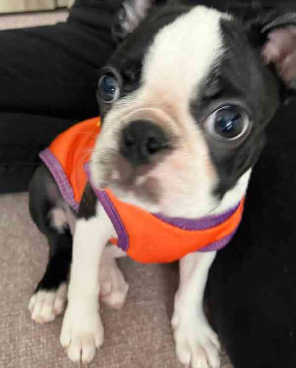 Krásné štěně bostonského teriéra hledá milující domov - foto 3