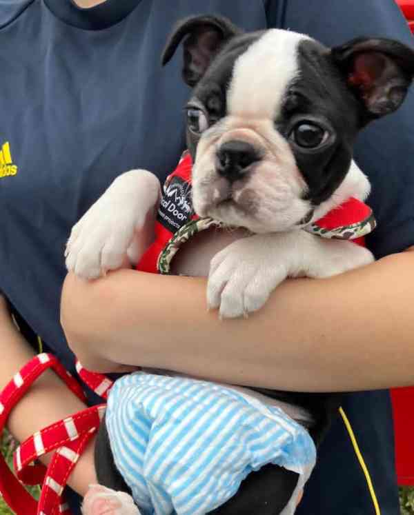 Krásné štěně bostonského teriéra hledá milující domov - foto 2