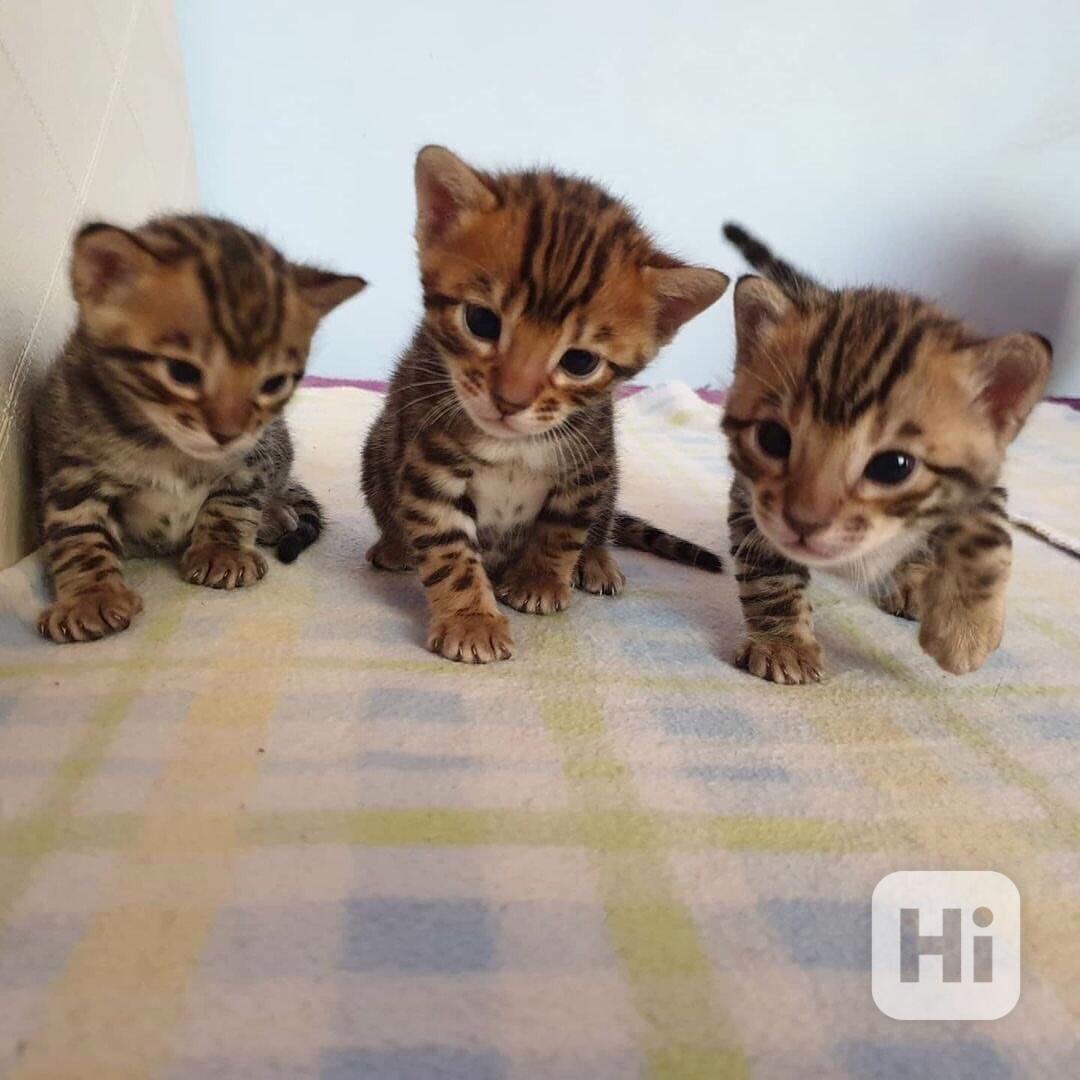 🐆 Dobře vychovaná bengálská koťátka - foto 1