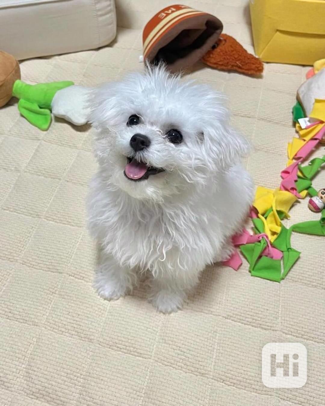 Rozkošný bišonek - foto 1