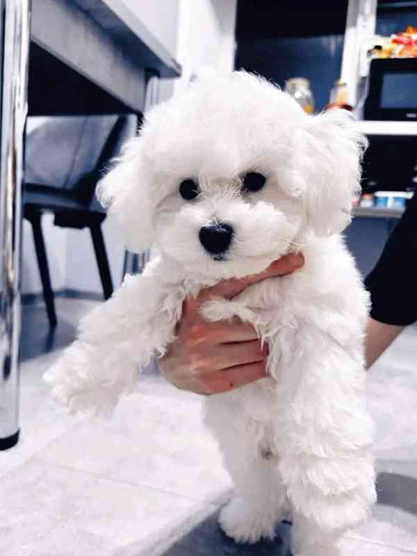 Rozkošný bišonek - foto 2