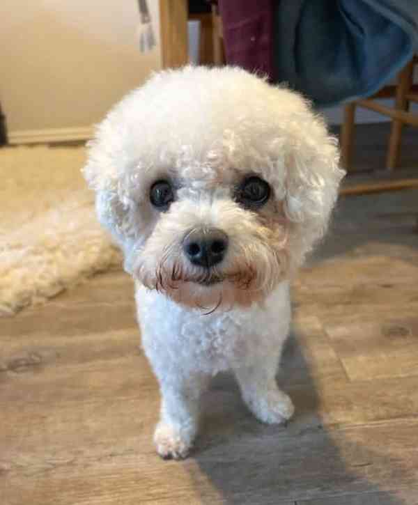 Rozkošný bišonek - foto 4