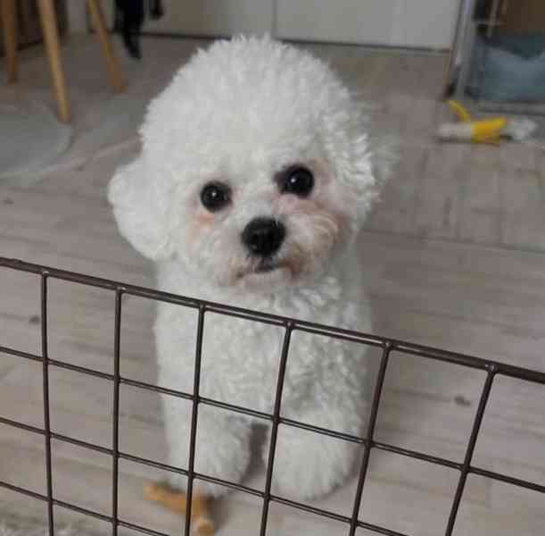 Rozkošný bišonek - foto 3