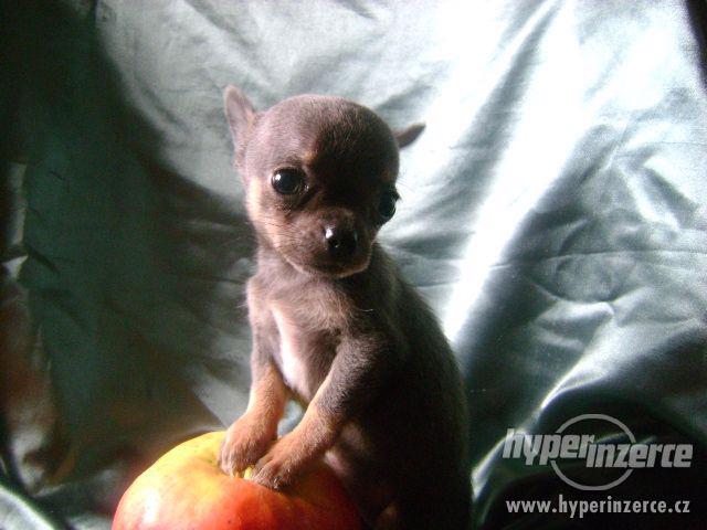 Nabízím štěnátko mini čivava,fenečka krátkosrstá. - foto 4