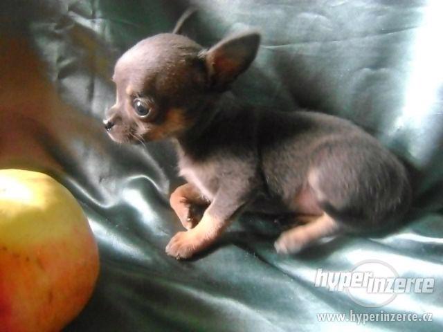 Nabízím štěnátko mini čivava,fenečka krátkosrstá. - foto 5