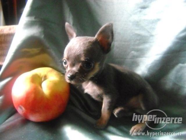 Nabízím štěnátko mini čivava,fenečka krátkosrstá. - foto 6