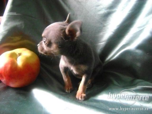 Nabízím štěnátko mini čivava,fenečka krátkosrstá. - foto 9