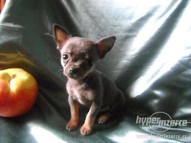 Nabízím štěnátko mini čivava,fenečka krátkosrstá. - foto 11