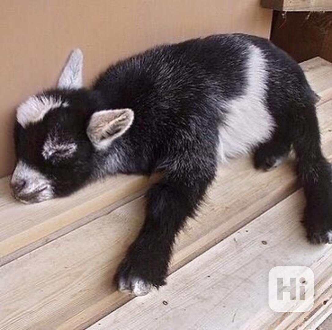 Prodám zdravé kozy - foto 1