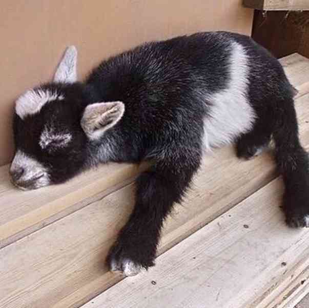 Prodám zdravé kozy - foto 1