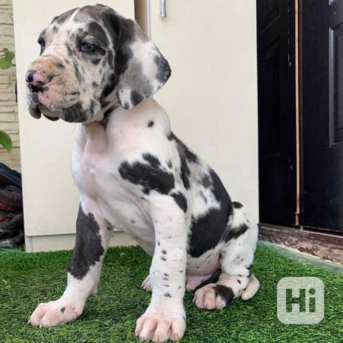 Vynikající štěňata německé dogy - foto 1