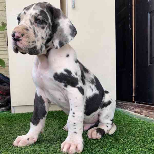 Vynikající štěňata německé dogy