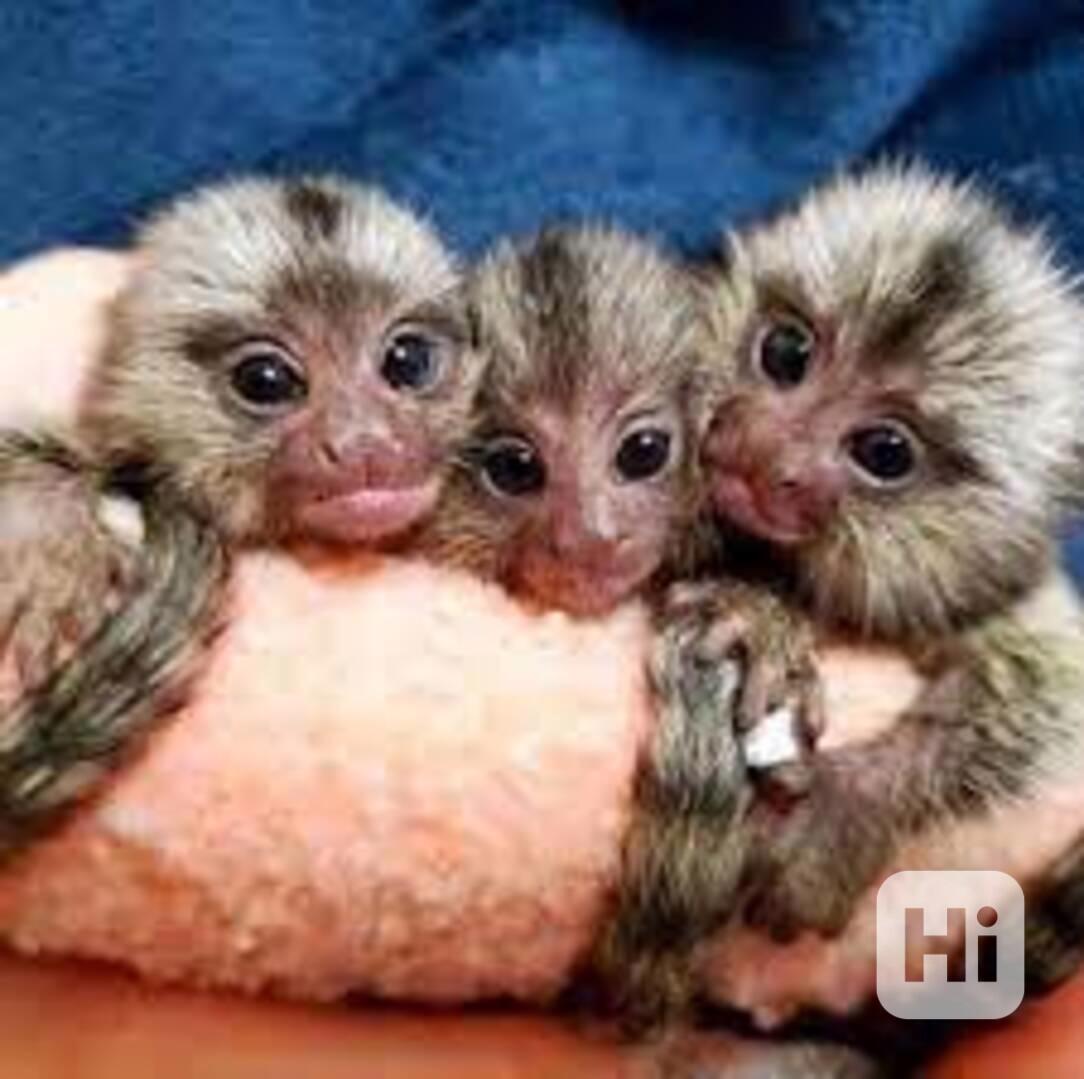 Nádherné opice, které potřebují nový domov - foto 1