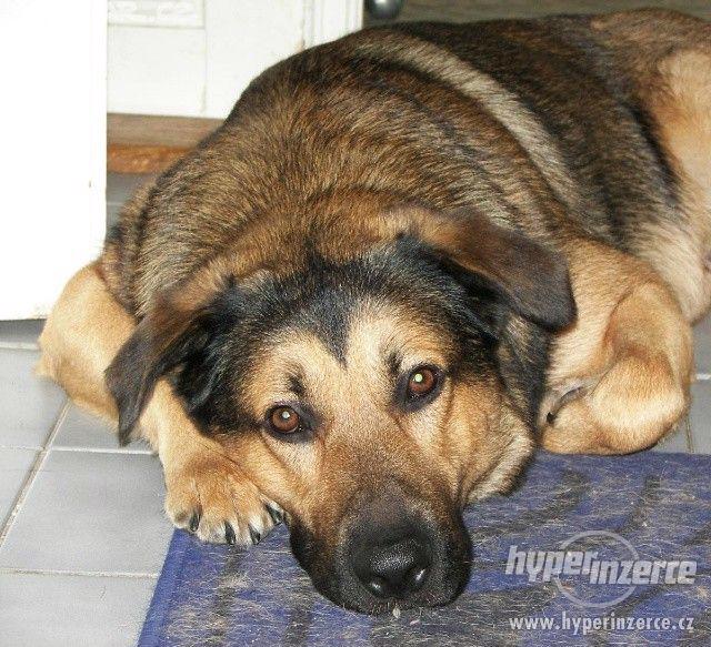 Daruji labradora kříženého s německým ovčákem. - foto 1
