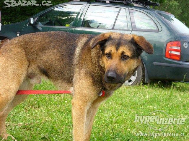 Daruji labradora kříženého s německým ovčákem. - foto 2
