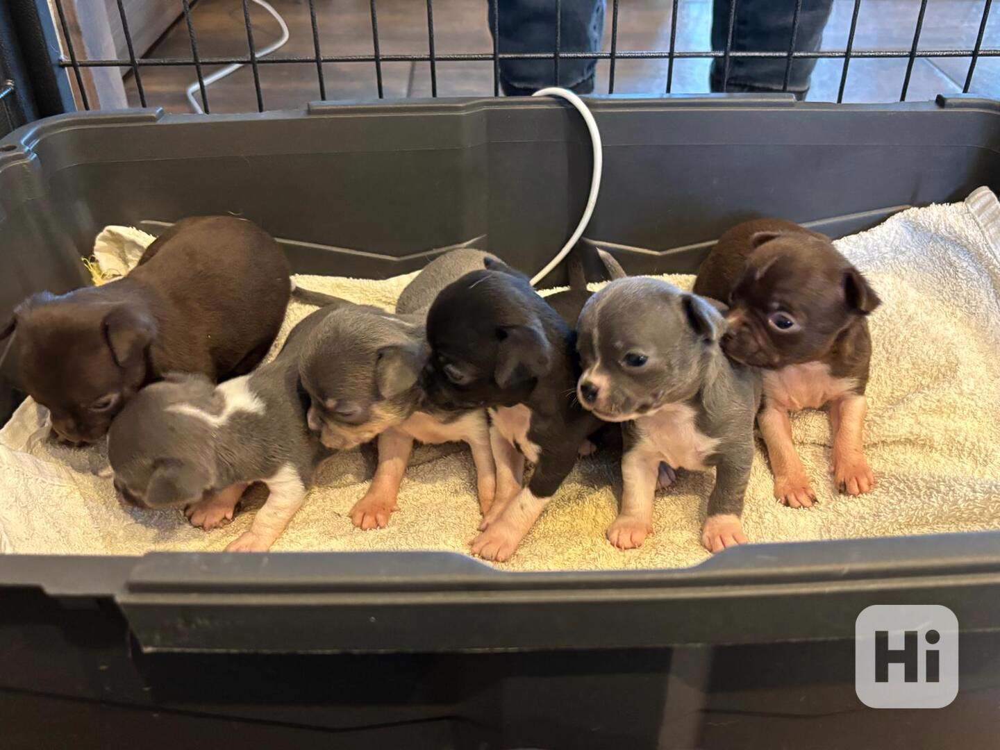 Čivava s PP - foto 1