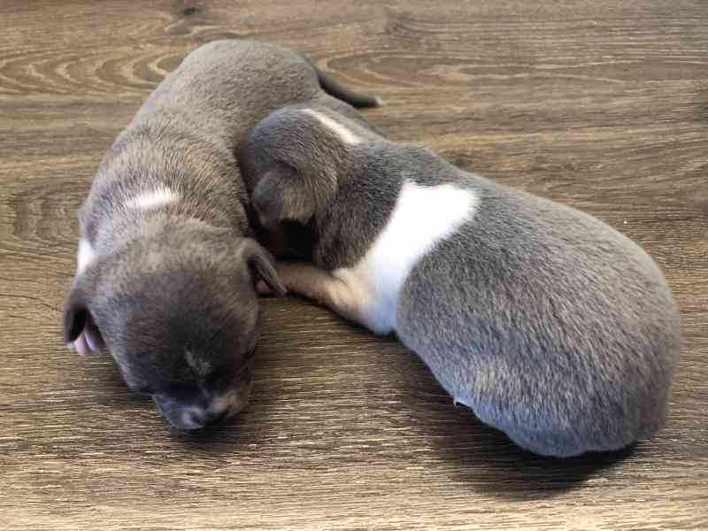 Čivava s PP - foto 6