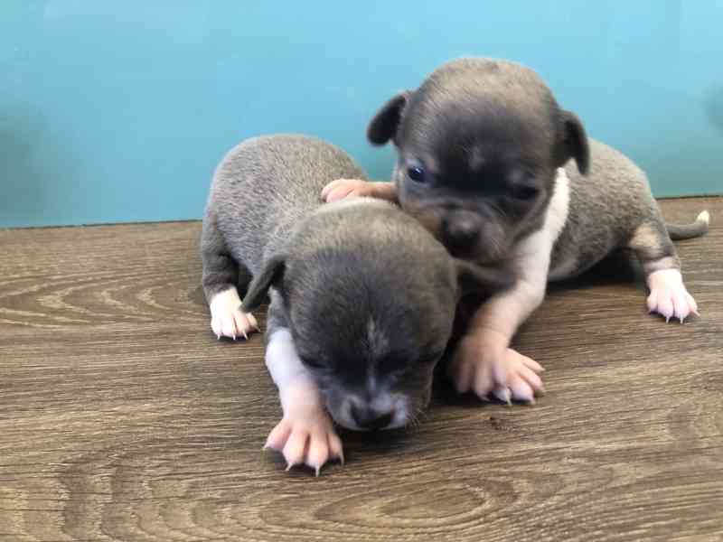 Čivava s PP - foto 7