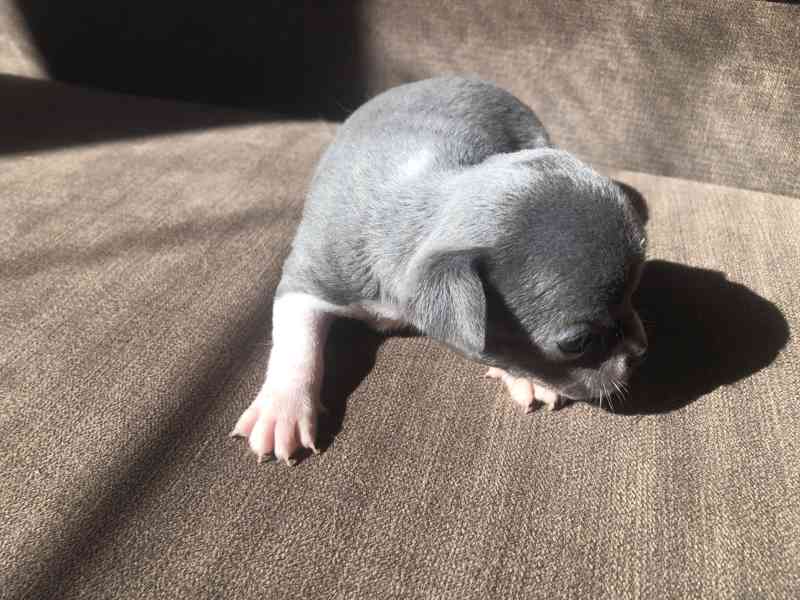 Čivava s PP - foto 5