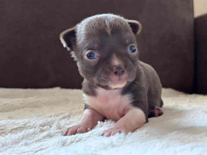 Čivava s PP - foto 2