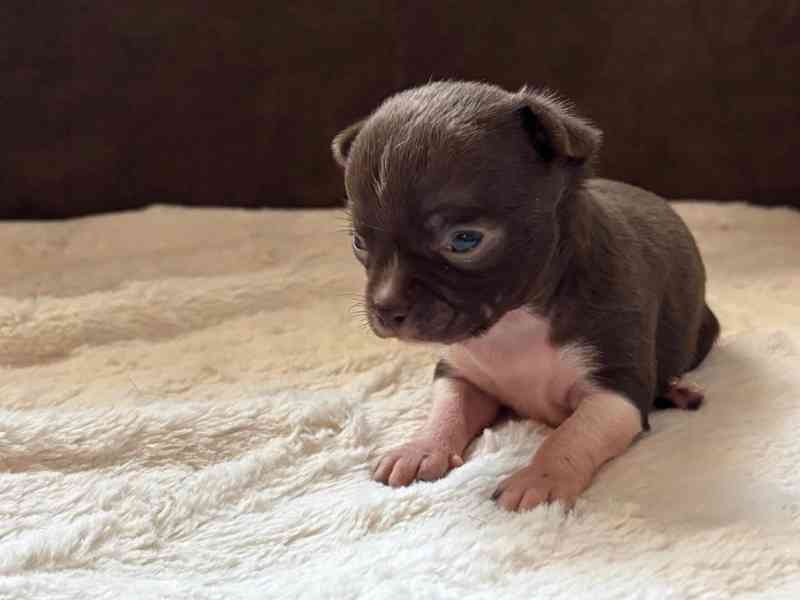 Čivava s PP - foto 3