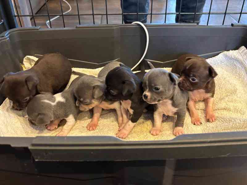 Čivava s PP - foto 1