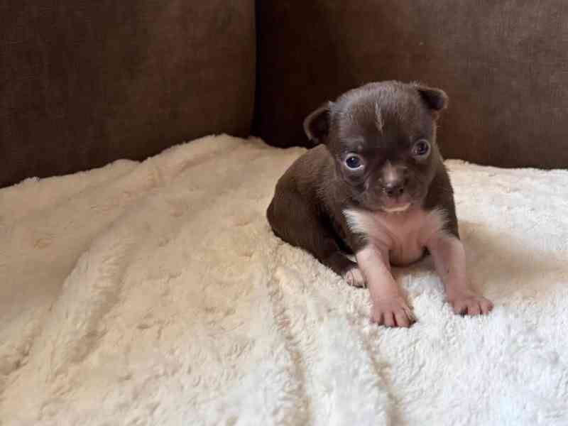 Čivava s PP - foto 4