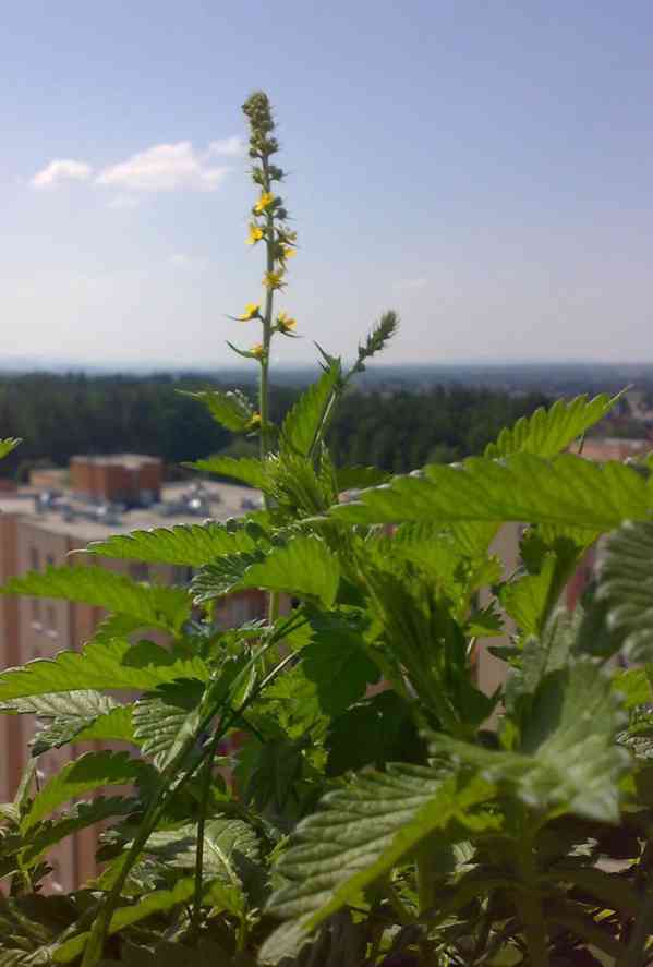 Řepík lékařský - Agrimonia procera - loňská rostlina - foto 2