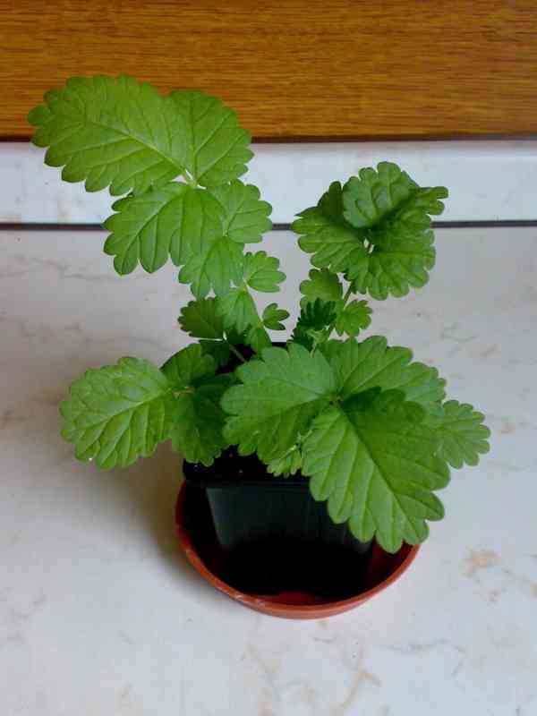 Řepík lékařský - Agrimonia procera - loňská rostlina - foto 3