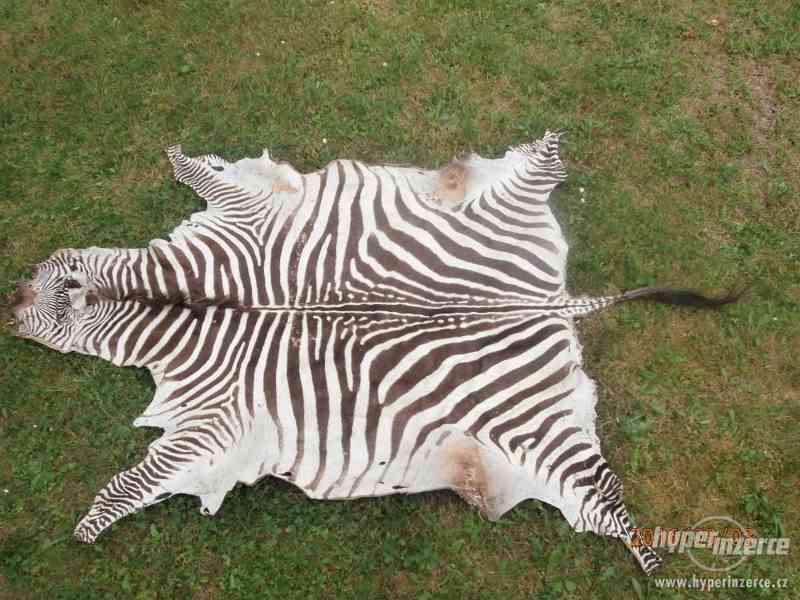 Kůže ze zebry - foto 1