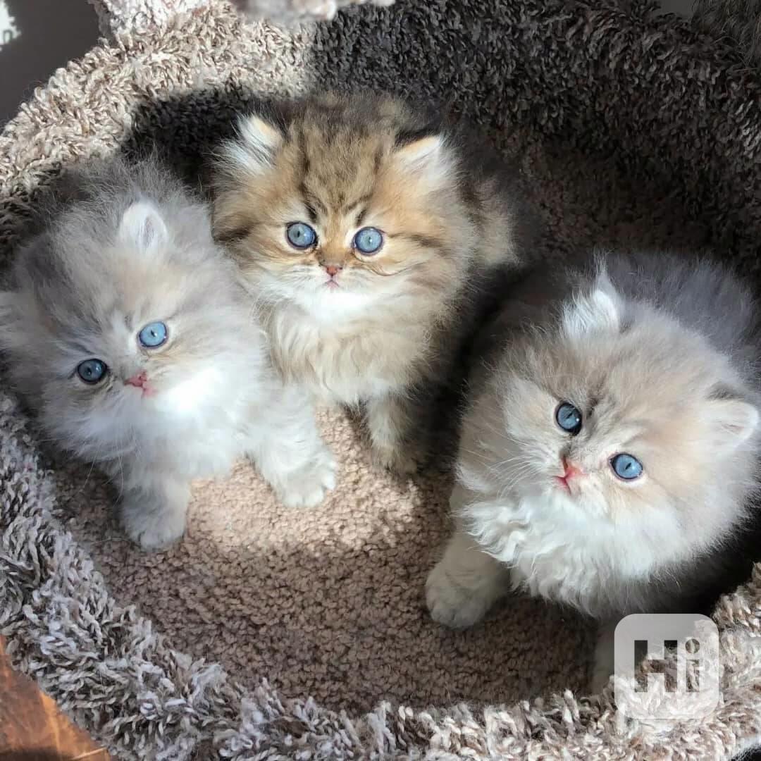 Zdravá perská koťata k adopci - foto 1