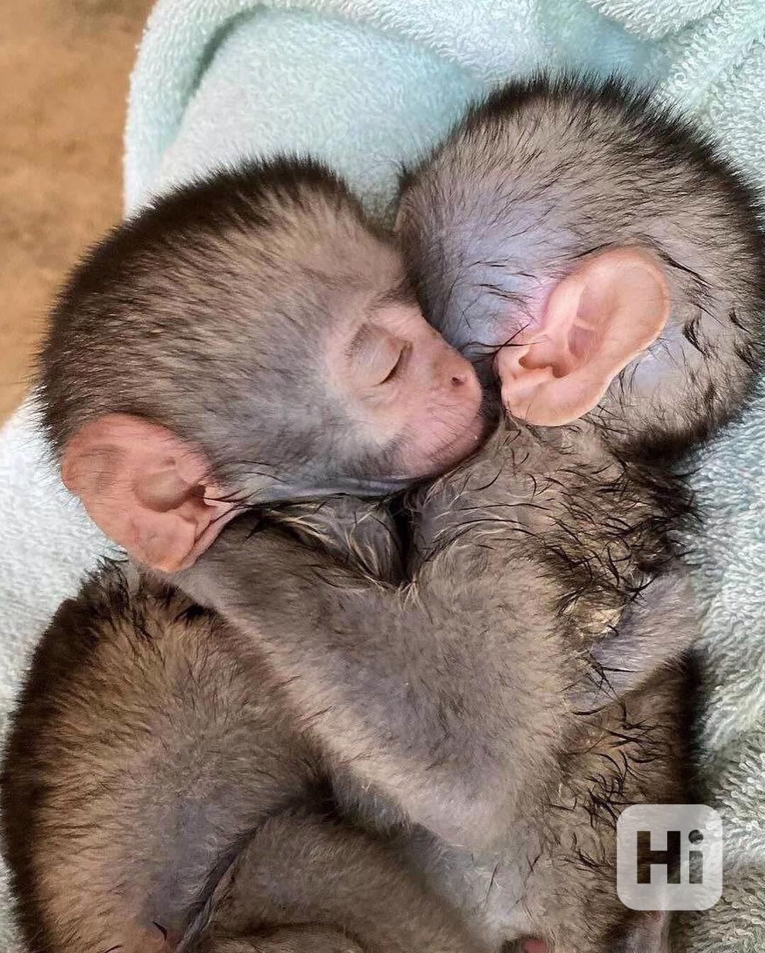 Milé a společenské opičky hledají milující rodinu 🐒💞 - foto 1