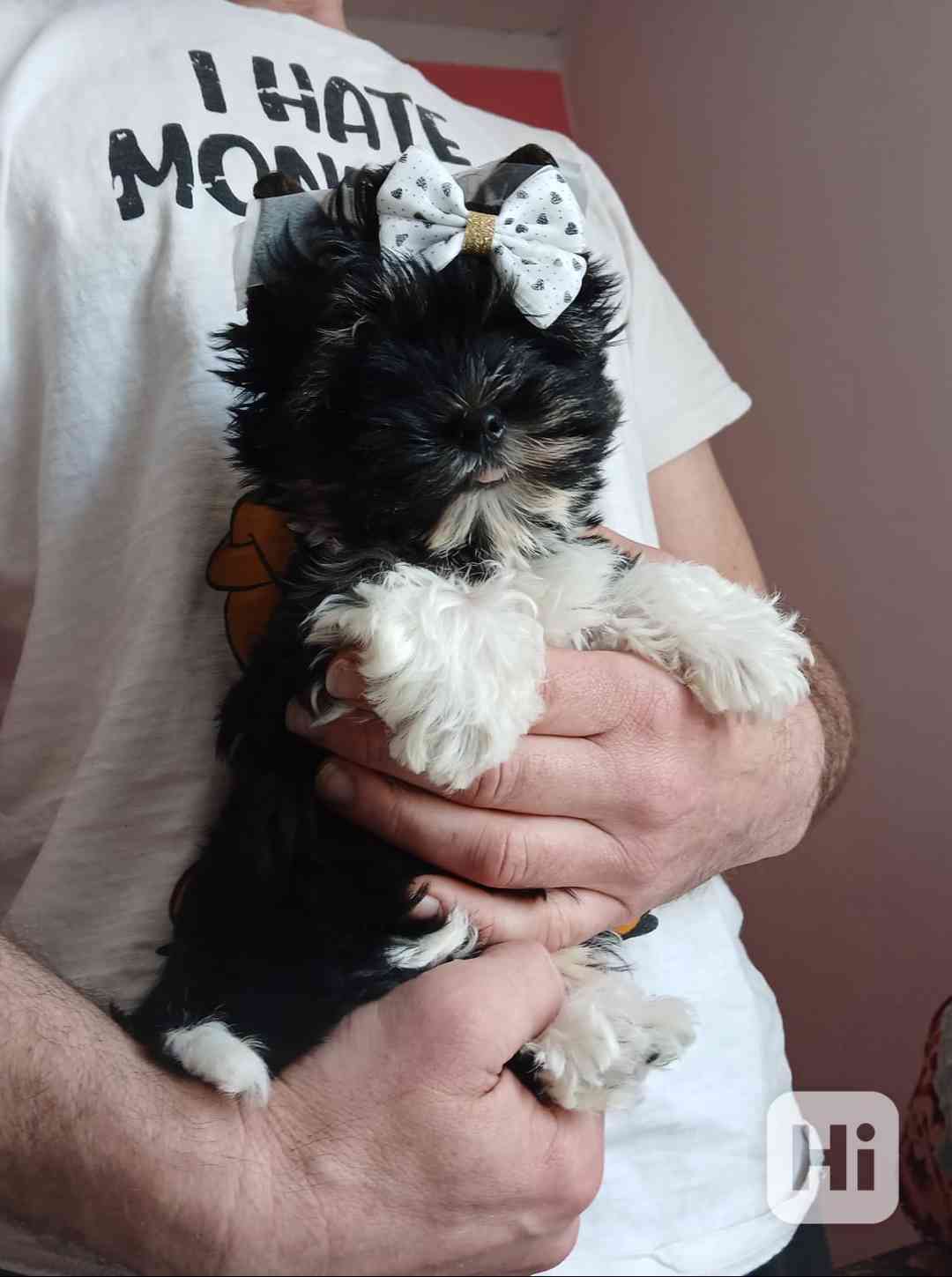 Biewer Jorkšírský terier  - foto 1