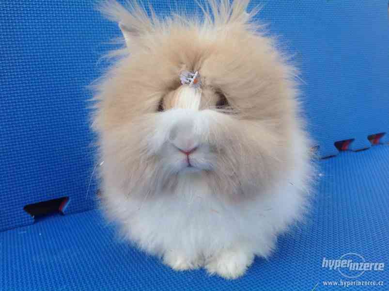 Teddy králíček samička - foto 1