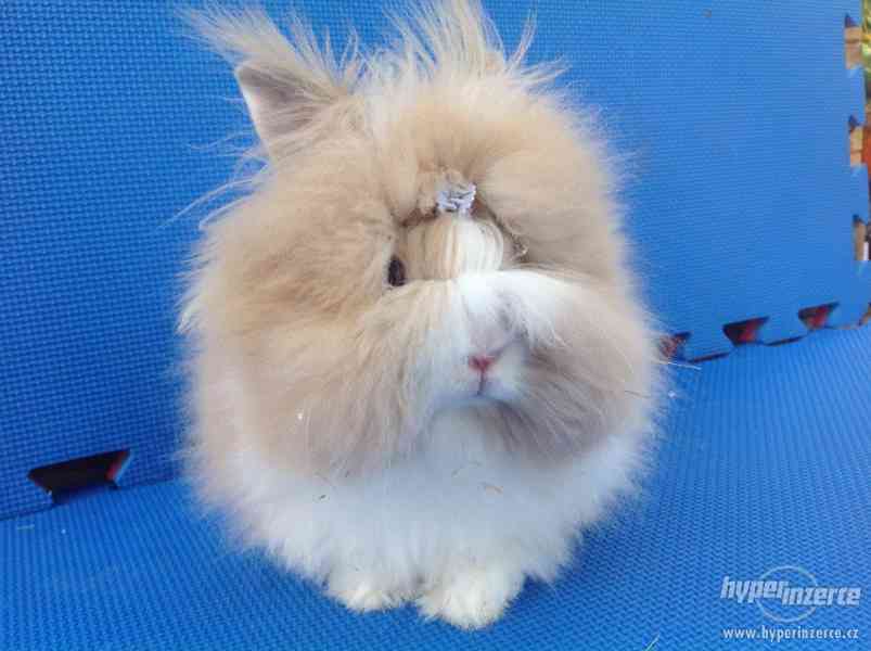 Teddy králíček samička - foto 2