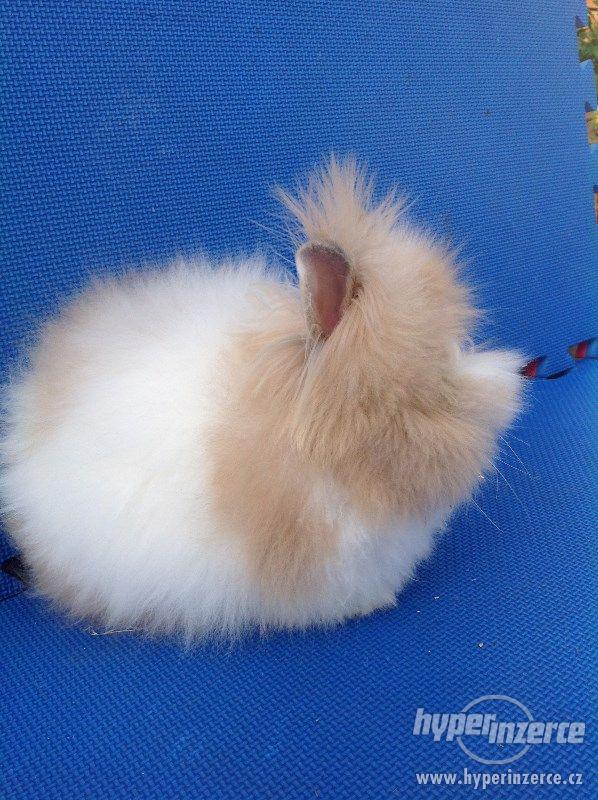 Teddy králíček samička - foto 3