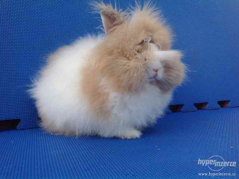 Teddy králíček samička - foto 4