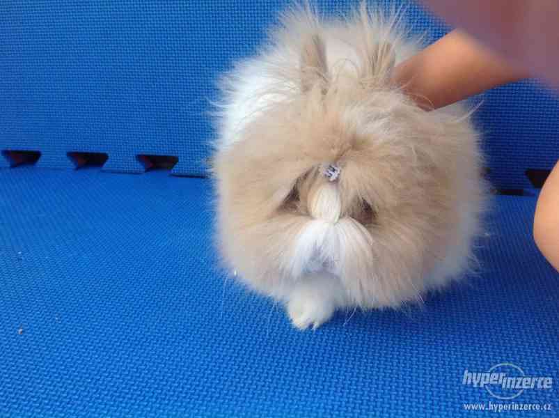 Teddy králíček samička - foto 5