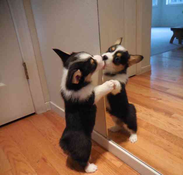 Pembroke Welsh Corgi Puppies AVAILABLE