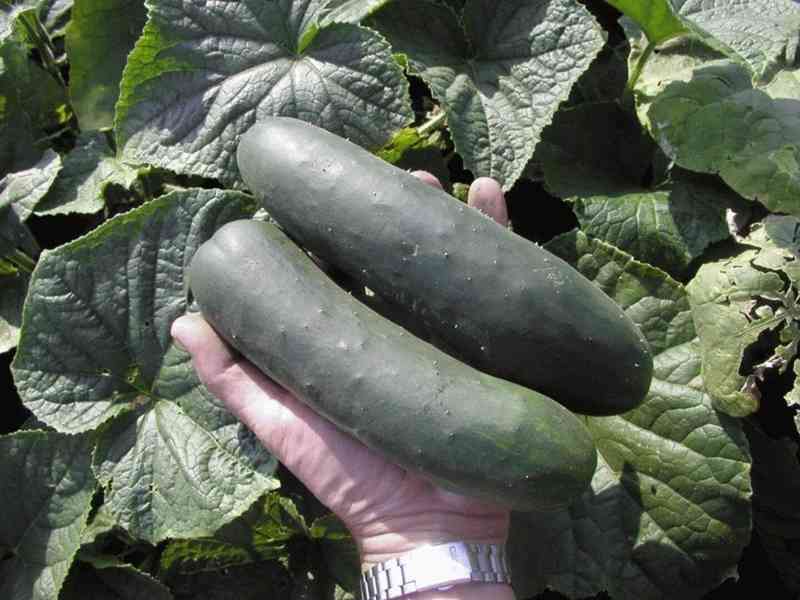 Okurka salátová Cheer F1 - semena