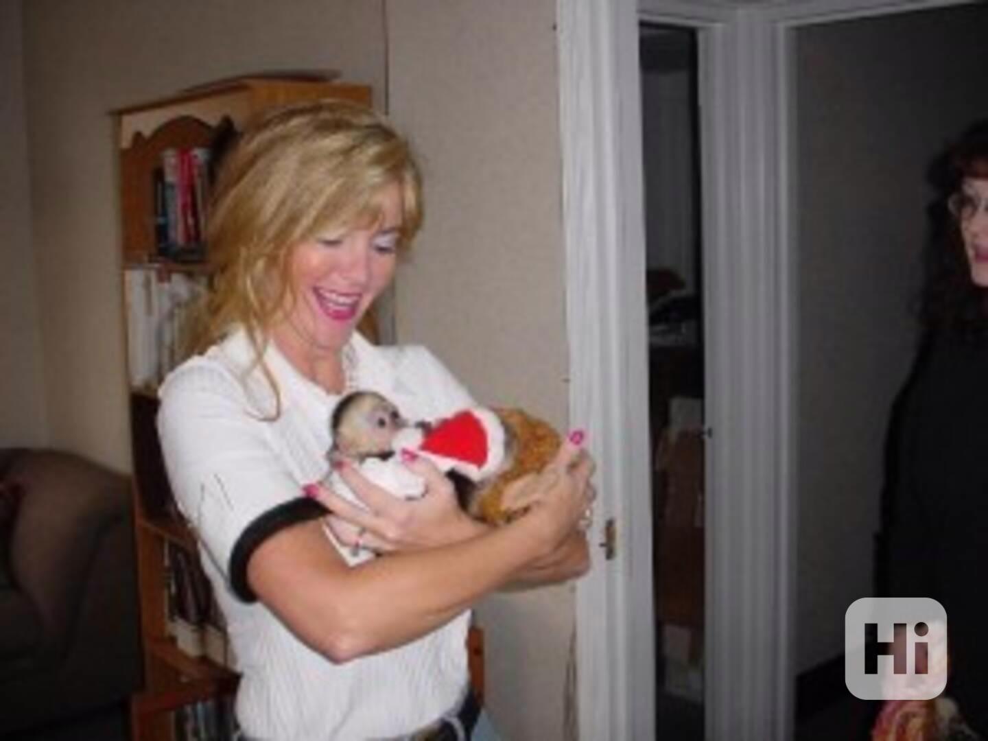  Roztomilá kapucínská opička k dispozici Tak roztomilá, !!!! - foto 1