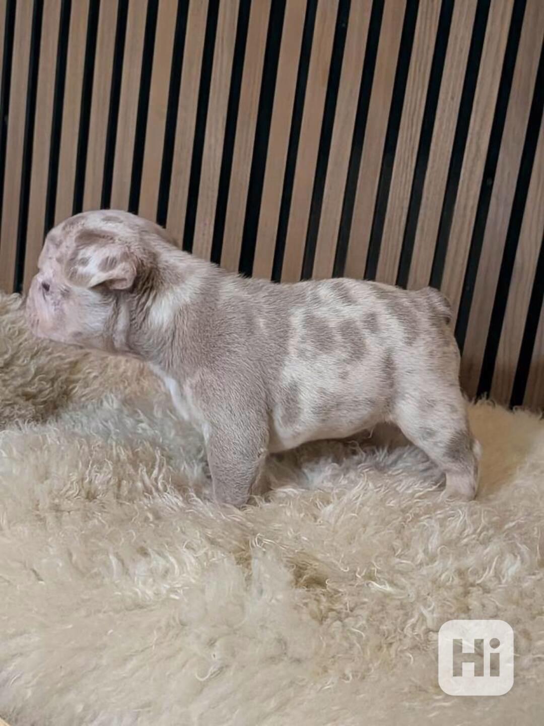 super štěňat francouzského buldočka - foto 1