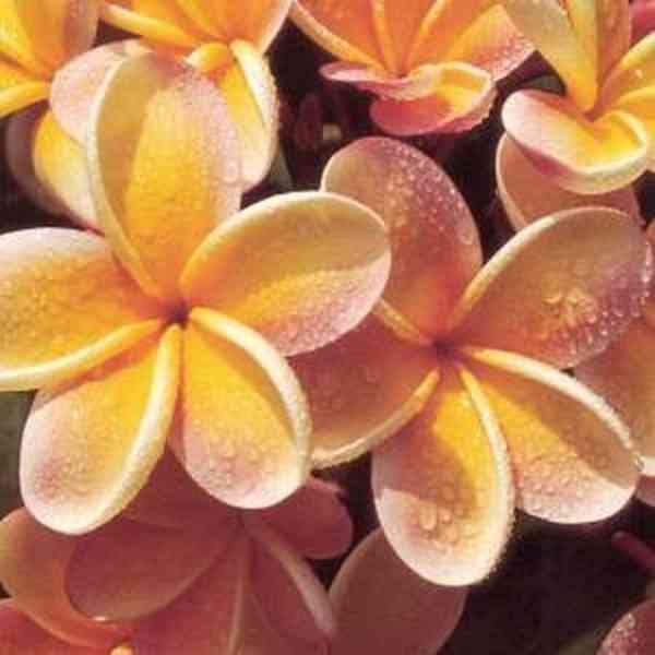 sazenice Plumeria Frangipani mix barev 20-25 cm - foto 1